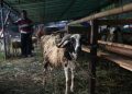 25 Mahasiswa UGM Cek Kesehatan Hewan Kurban di Yogyakarta