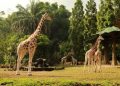 7 Destinasi Wisata Puncak Bogor yang Instagramable dan Cocok untuk Healing!
