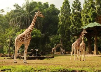 7 Destinasi Wisata Puncak Bogor yang Instagramable dan Cocok untuk Healing!