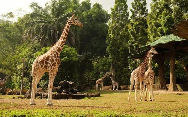 7 Destinasi Wisata Puncak Bogor yang Instagramable dan Cocok untuk Healing!