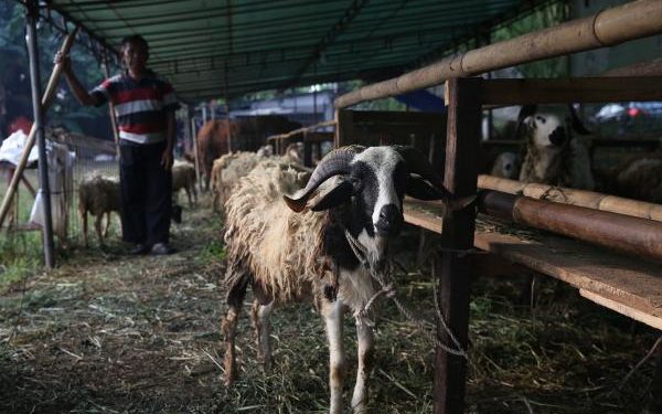 Kenali 9 Ciri Hewan Kurban Sehat agar Tidak Menyesal