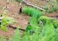 Drone Menemukan 6 Hektare Ladang Ganja di Madina dan Langsung Dimusnahkan Polisi