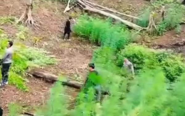 Drone Menemukan 6 Hektare Ladang Ganja di Madina dan Langsung Dimusnahkan Polisi