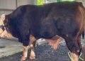Sapi Kurban Presiden Prabowo Disembelih di Kulonprogo dengan Berat Hampir 1 Ton