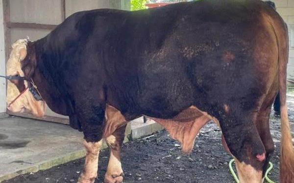 Sapi Kurban Presiden Prabowo Disembelih di Kulonprogo dengan Berat Hampir 1 Ton