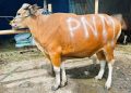 Syukur HUT ke-26 dengan Sedekah Kurban di 26 Lokasi