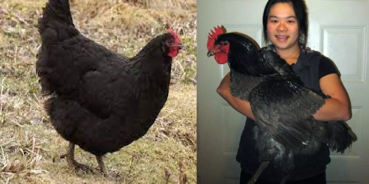 8 Jenis Ayam Terbesar di Dunia: Nomor 6 Bikin Takut Saat Disembelih