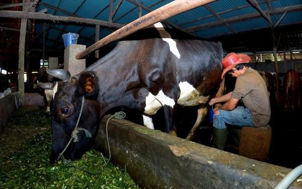 Kisah Pengusaha Pakan Ternak Ponorogo yang Sukses Berkat KUR