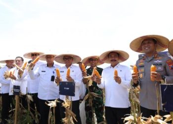 Menteri Imipasa Panen Jagung Sidoarjo Dukung Ketahanan Pangan Nasional
