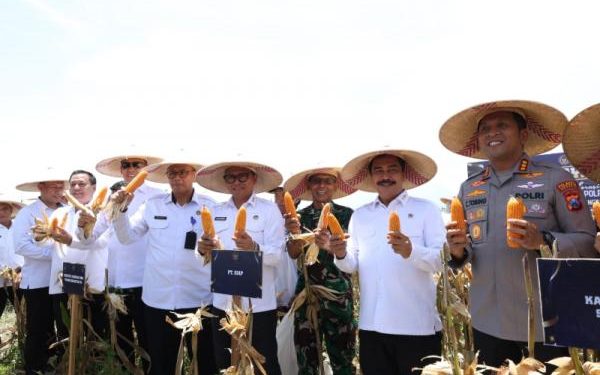 Menteri Imipasa Panen Jagung Sidoarjo Dukung Ketahanan Pangan Nasional