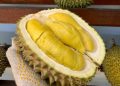 Malaysia Klaim Durian Sebagai Buah Nasional, Simak Faktanya