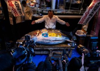 Tuna Sirip Biru Terjual Rp54 Miliar dalam Lelang di Tokyo
