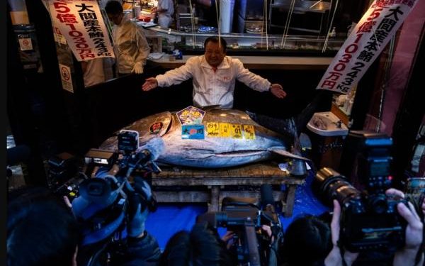 Tuna Sirip Biru Terjual Rp54 Miliar dalam Lelang di Tokyo